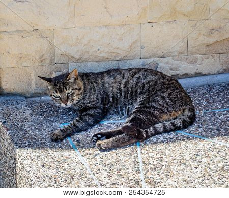 Cat Resting