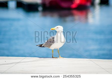 Birds On Harbor