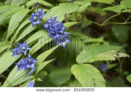 Background With Wildflower - Enzian,  Willow Gentian, Gentiana Asclepiadea