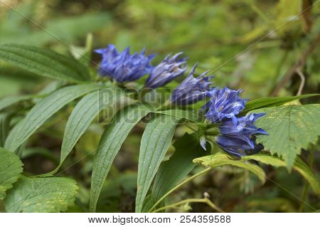 Background With Wildflower - Enzian,  Willow Gentian, Gentiana Asclepiadea