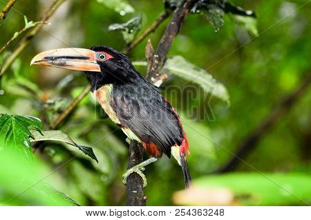 Toucan In A Tree In Mindo, Ecuador