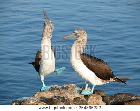 Blue Footed Boobies On The Island Of San Cristobal In Galapagos,  Ecuador