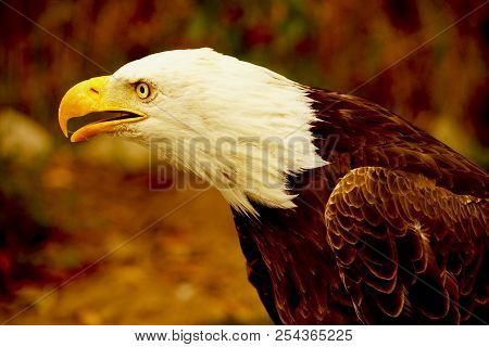 An American Bald Eagle, This Bird Of Prey Is In Ecuador