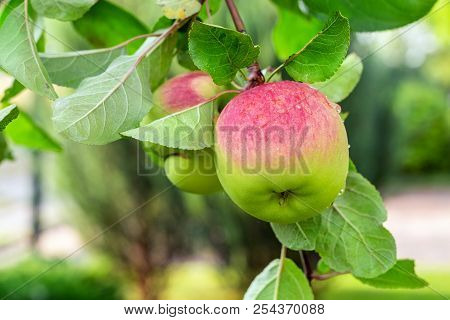 Close-up Organic Bio Red Green Apples Growing On Tree Branch In Orchard. Beautiful Fruit Garden Deta