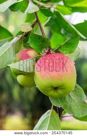 Close-up Organic Bio Red Green Apples Growing On Tree Branch In Orchard. Beautiful Fruit Garden Deta