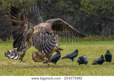 The White-tailed Eagles Are Fighting In Autumn Color Environment Of Wildlife. Also Known As The Ern,