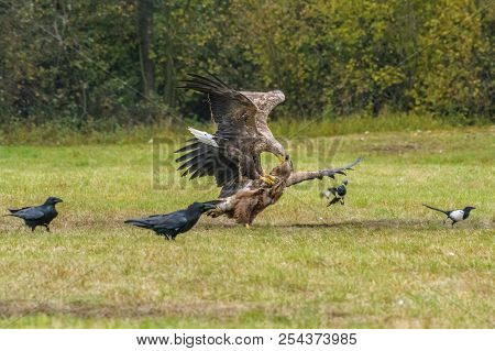 The White-tailed Eagles Are Fighting In Autumn Color Environment Of Wildlife. Also Known As The Ern,