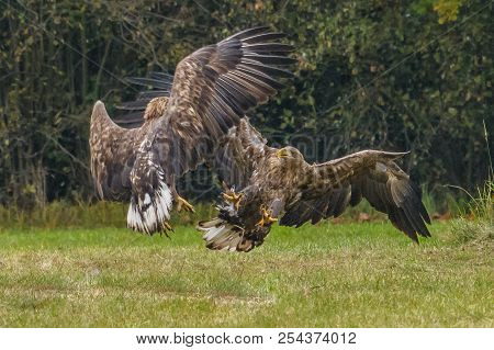 The White-tailed Eagles Are Fighting In Autumn Color Environment Of Wildlife. Also Known As The Ern,
