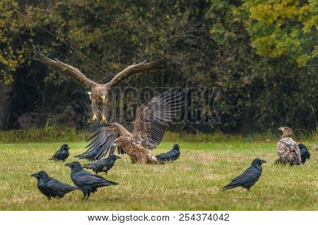 The White-tailed Eagles Are Fighting In Autumn Color Environment Of Wildlife. Also Known As The Ern,