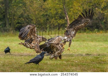 The White-tailed Eagles Are Fighting In Autumn Color Environment Of Wildlife. Also Known As The Ern,