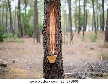 Collection Of Pine Resin. Ancient Way Of Collecting Pine Resin.