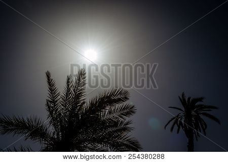 Desert Of Figuig