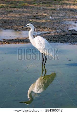 The Image Of A Little Egret Reflected In The Water Of A Pond