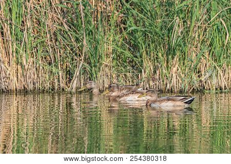 Group Of Ducks (mallards) Swimming In The Pond