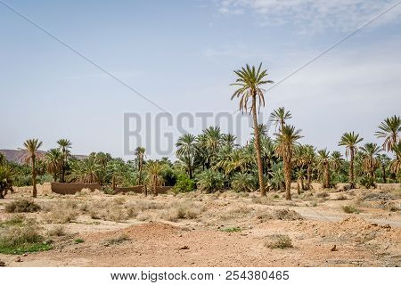 Desert Of Figuig