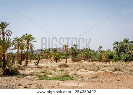 Desert Of Figuig