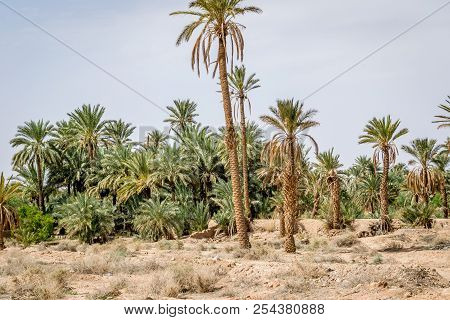 Desert Of Figuig