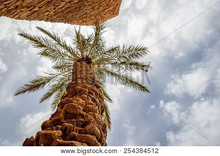 Desert Of Figuig