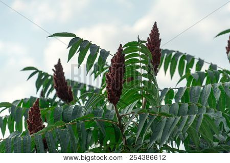 Photograph Of An Acetic Tree. Place For Your Text.