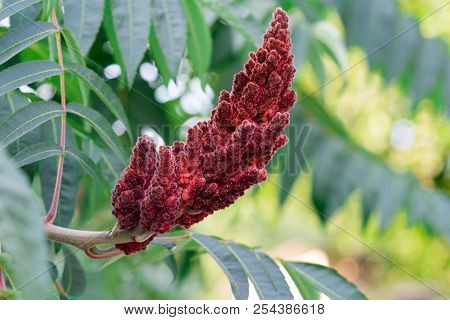 Photograph Of An Acetic Tree. Place For Your Text.