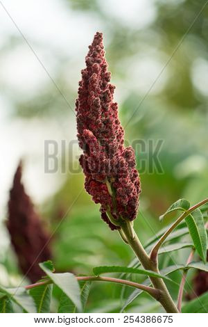 Photograph Of An Acetic Tree. Place For Your Text.
