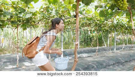 Woman visit green grape farm garden