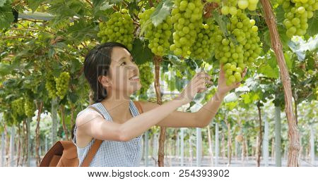 Woman looking at the green grape in the farm