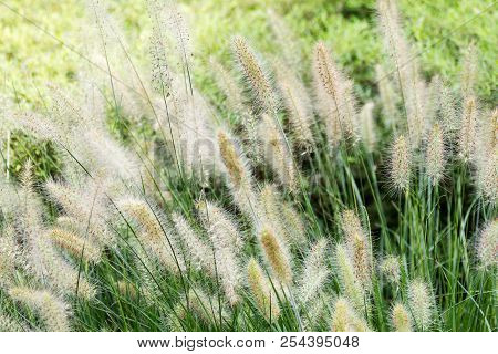 Dry Yellow And Green Spikelets, Green Grass In The Background. Panicle Of Tufted Perennial Grass Com