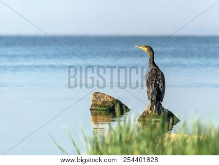 Single Big Black Bird Cormorant Sitting On Rock On Blue Water And Looking Into The Distance At Sunny