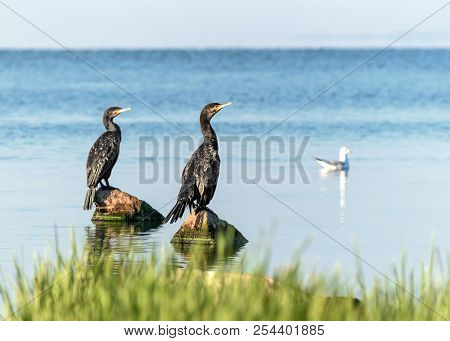 Two Big Black Birds Cormorants Sitting On Rocks On Blue Water On A Sunny Summer Day. Ukraine, Kakhov