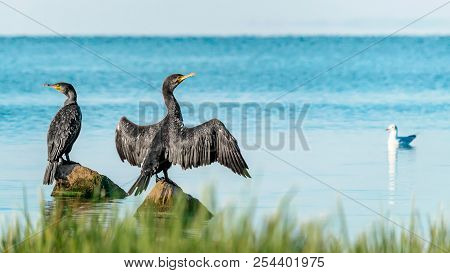 Two Big Black Birds Cormorants Sit, Spreading Wings, On Rocks On The Water On A Sunny Summer Day. Uk