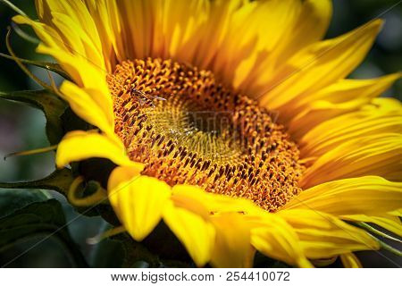 A Bee Flies Near A Sunflower, A Close-up Of One Young Bright Yellow Sunflower On A Sunflower Field I