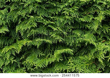 Green Wall Of Cupressus Tree As Background, Texture. Closeup Of Cupressus Tree.