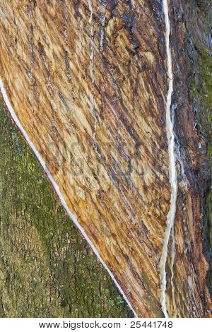 Textured Surface Of The Rubber Tree