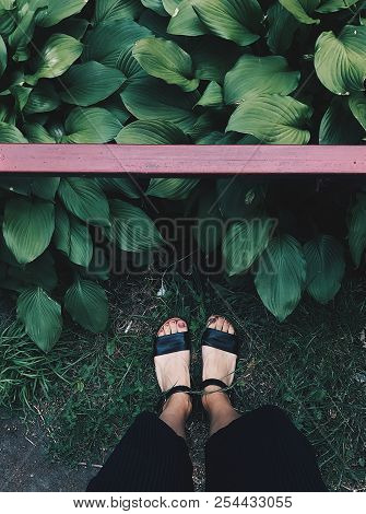 Ground With Lots Of Plants, Ferns, Lush Green Moss. Beautiful Background Of Natural Floor With Femal