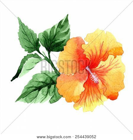Watercolor Orange Naranja Hibiscus Flowers. Floral Botanical Flower. Isolated Illustration Element.