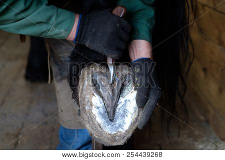 The Blacksmith Cleans The Hooves Of The Horse With Special Tools. Close-up.