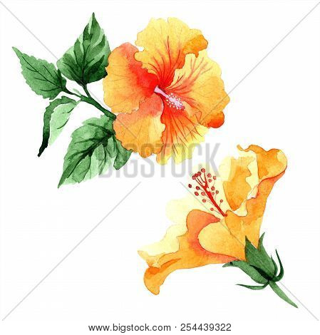 Watercolor Orange Naranja Hibiscus Flowers. Floral Botanical Flower. Isolated Illustration Element.