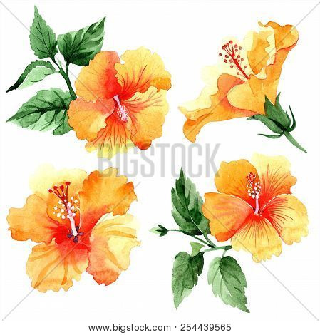 Watercolor Orange Naranja Hibiscus Flowers. Floral Botanical Flower. Isolated Illustration Element.