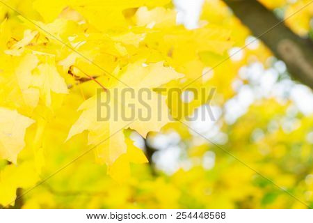 Fresh Yellow Maple Fall Tree Foliage Background Close Up