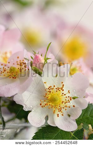 Pink Wild Rose (rosa Canina) In Forest Spring