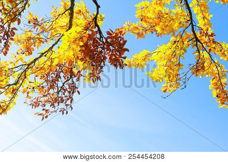 Vibrant Yellow Walnut Golden Fall Tree Foliage With Copy Space On Bright Blue Sky Background