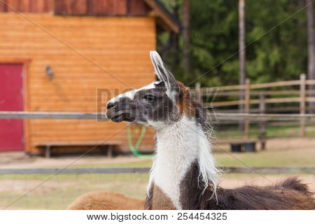 Llama Relax In Spring Sunny Day.