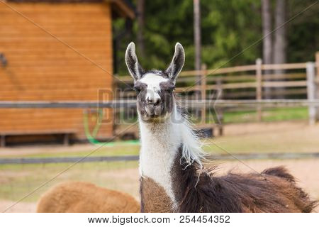 Llama Relax In Spring Sunny Day.