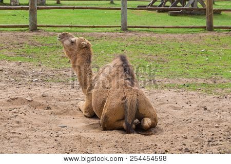 Camel Relax In Spring Sunshine Day.