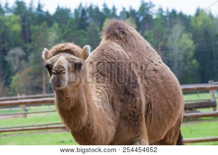 Camel Relax In Spring Sunshine Day.