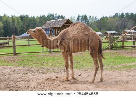 Camel Relax In Spring Sunshine Day.