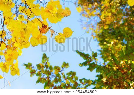 Vibrant Yellow Golden And Green Fresh Fall Tree Foliage