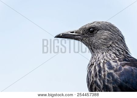 Close Portrait Of A Red Winged Starling In Table Mountain, Cape Town (south Africa)