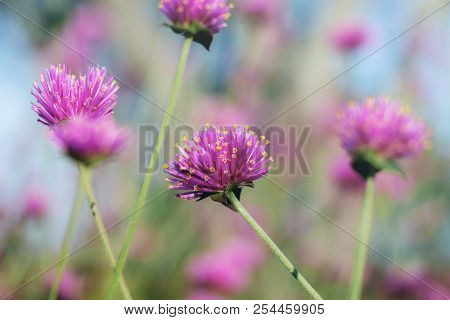Head Flower With Beautiful In Winter At Sky.